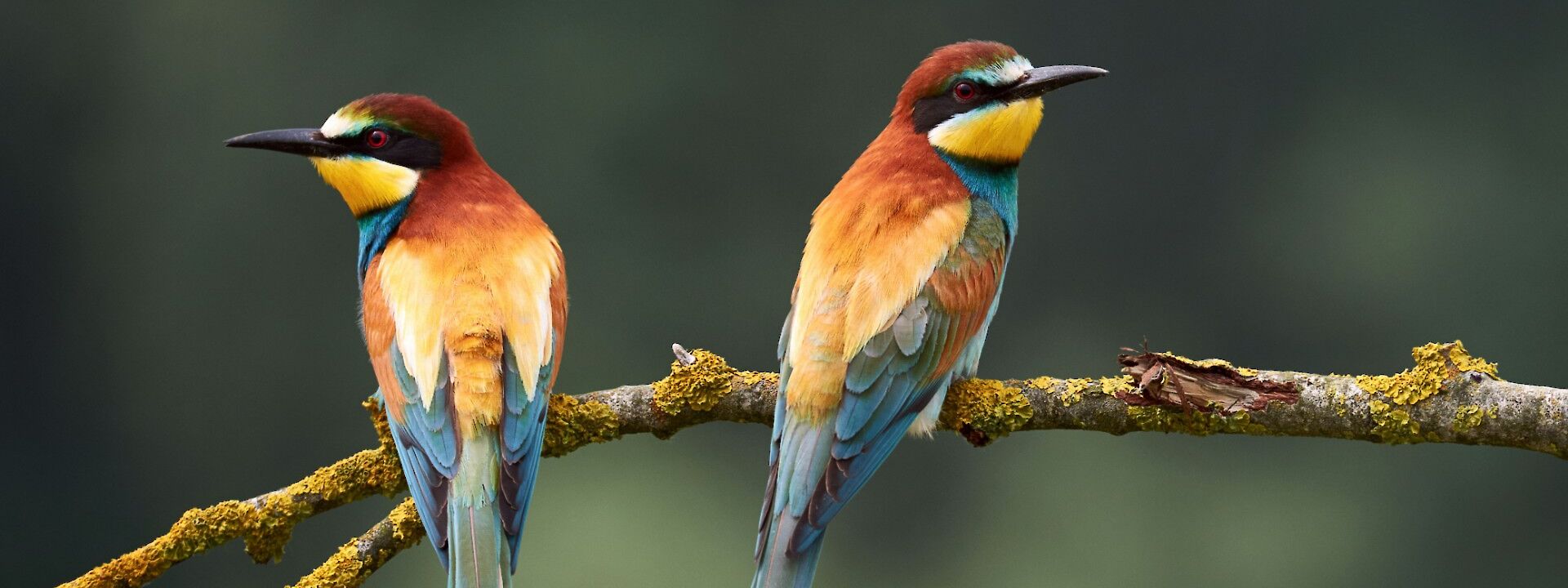 Bird Watch Trip