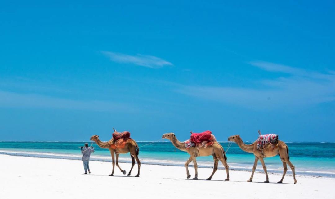 Camel ride tour